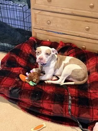 An adult medium-sized male White / Cream Pit Bull Terrier dog named Fitzroy for adoption in Kansas City, MO
