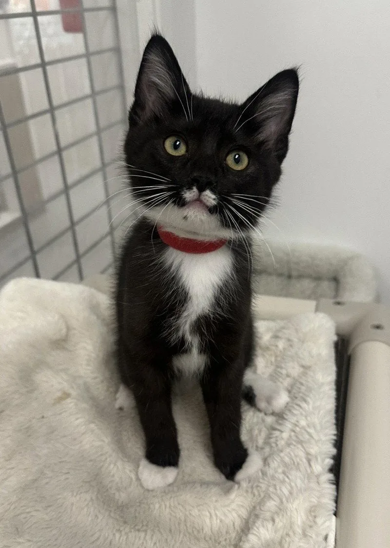 A baby medium-sized male Tuxedo cat named Lennon for adoption in West Hills, CA