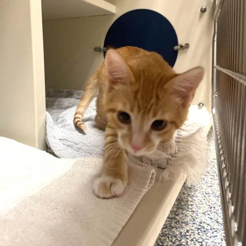 A baby small-sized male Domestic Short Hair cat named Cedar for adoption in Fairport, NY