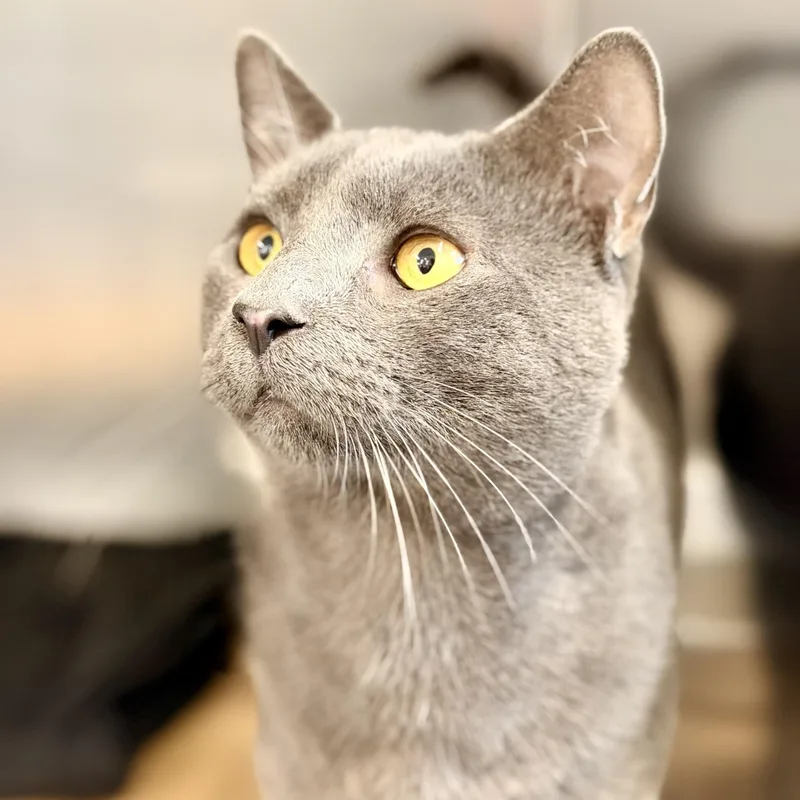 An adult medium-sized male Gray / Blue / Silver Domestic Short Hair cat named Andie for adoption in Jackson, NJ
