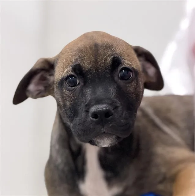 A baby small-sized female American Staffordshire Terrier dog named Gia for adoption in Canfield, OH