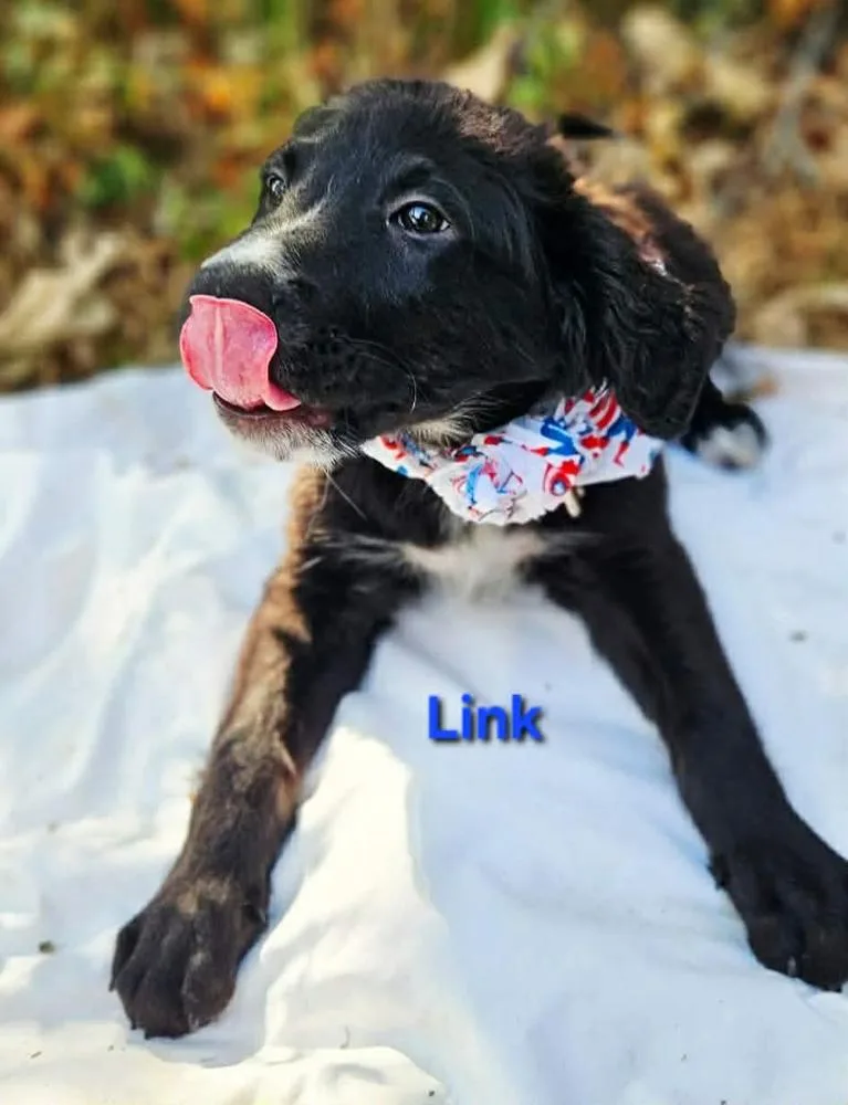 Link