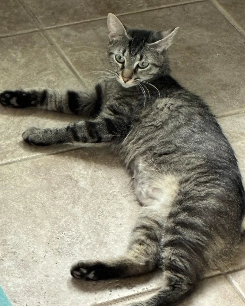 A young medium-sized female Tabby (Gray / Blue / Silver) Domestic Short Hair cat named Pennelope for adoption in Lemoyne, PA