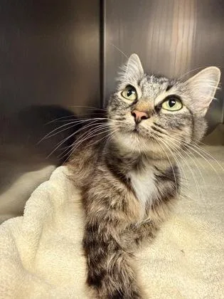 A young medium-sized female Domestic Short Hair cat named Heather for adoption in Bellingham, WA