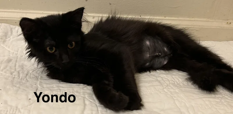 A baby small-sized female Black Domestic Medium Hair cat named Yondo for adoption in Indianapolis, IN