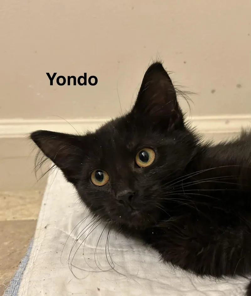 Yondo thumbnail 2