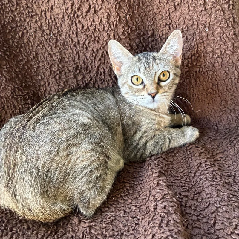 A young small-sized female Domestic Medium Hair cat named Dolly for adoption in Fredericksburg, TX