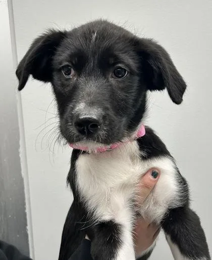 A baby small-sized female Mixed Breed dog named Butterfly for adoption in West Chester, PA