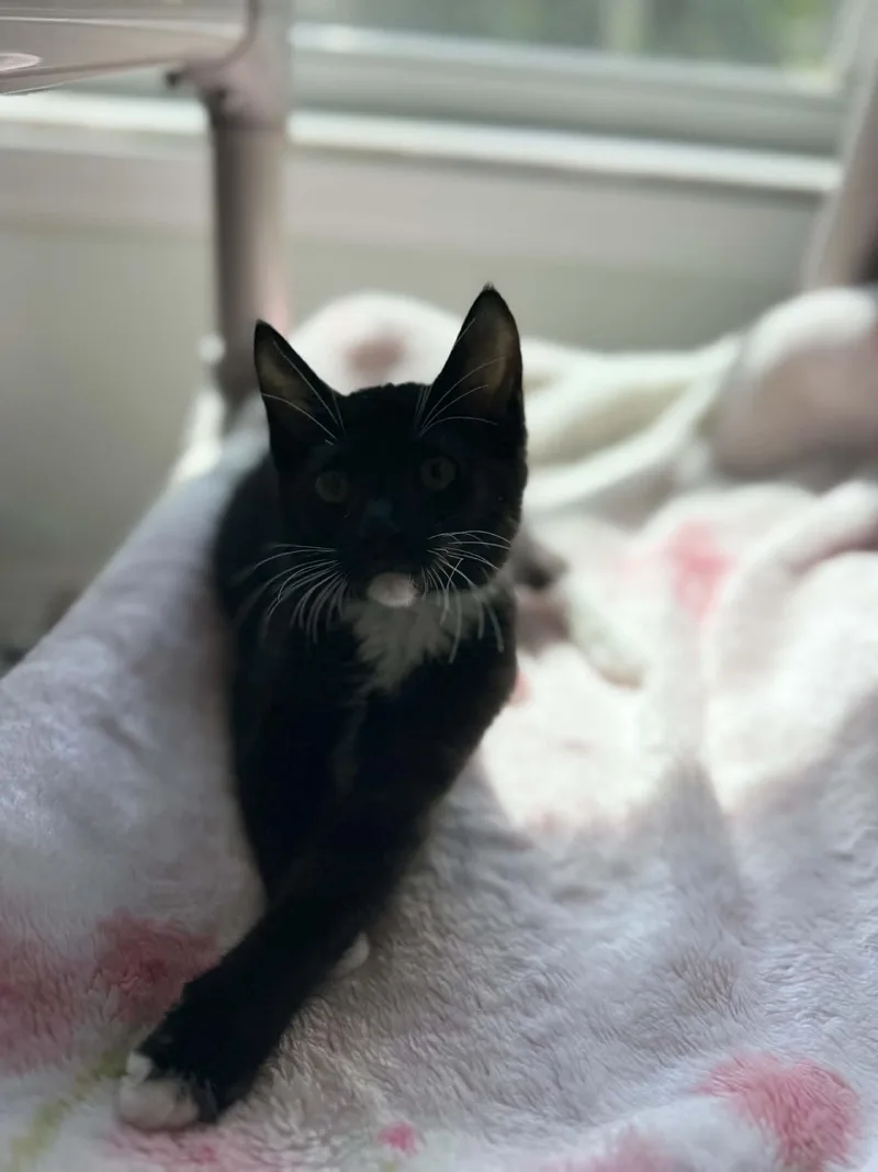 A baby small-sized male Black & White / Tuxedo Domestic Short Hair cat named Mumble for adoption in Myakka City, FL