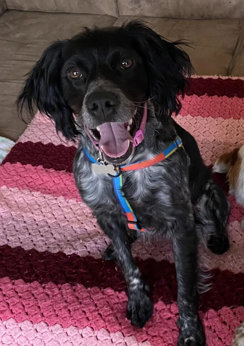 An adult medium-sized female Brittany Spaniel dog named Utmillie for adoption in Baldwinsville, NY