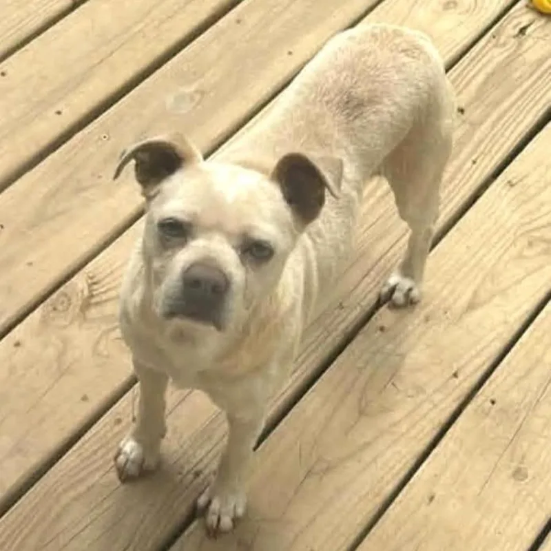 A young small-sized female White / Cream Pug dog named Crunchy Peanut Butter for adoption in Charlottesville, VA