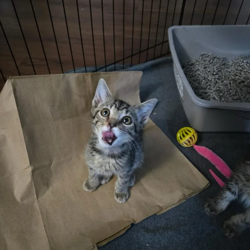 A baby small-sized female Brown / Chocolate Domestic Short Hair cat named Willow for adoption in Pasadena , MD