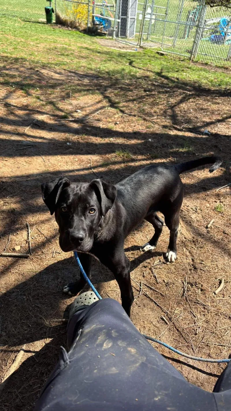 A young medium-sized male American Staffordshire Terrier dog named Liam for adoption in Front Royal, VA