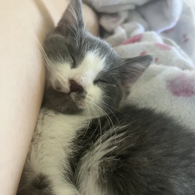 A baby small-sized male Gray / Blue / Silver Domestic Short Hair cat named Clank for adoption in Yucca Valley, CA