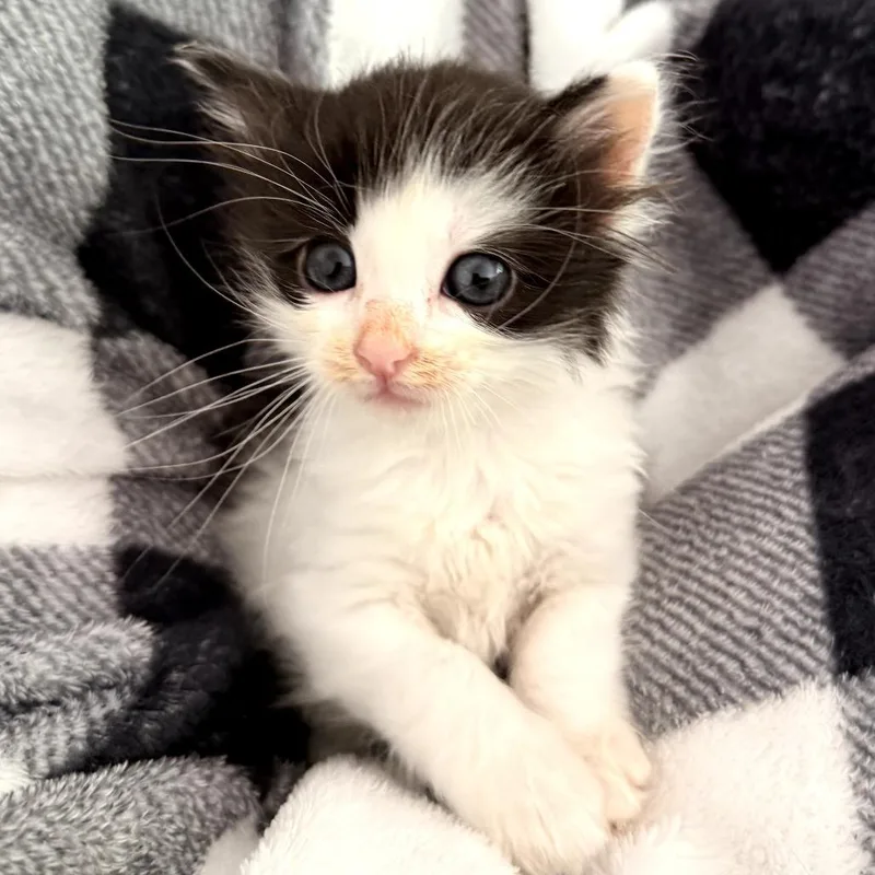 A baby small-sized male White Domestic Short Hair cat named Lemon for adoption in Long Beach, CA