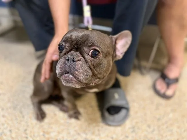 An adult small-sized female French Bulldog dog named Luna for adoption in Miami, FL