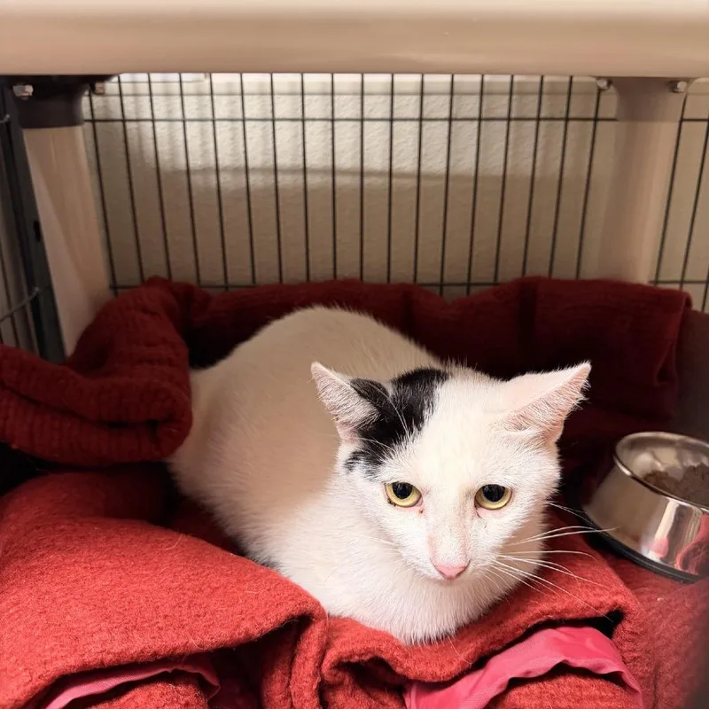 A young medium-sized female White Domestic Short Hair cat named . Valerie for adoption in Columbus, NC