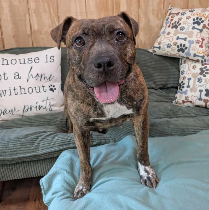 A young medium-sized female Brindle Bulldog dog named Peta for adoption in Zuni, VA