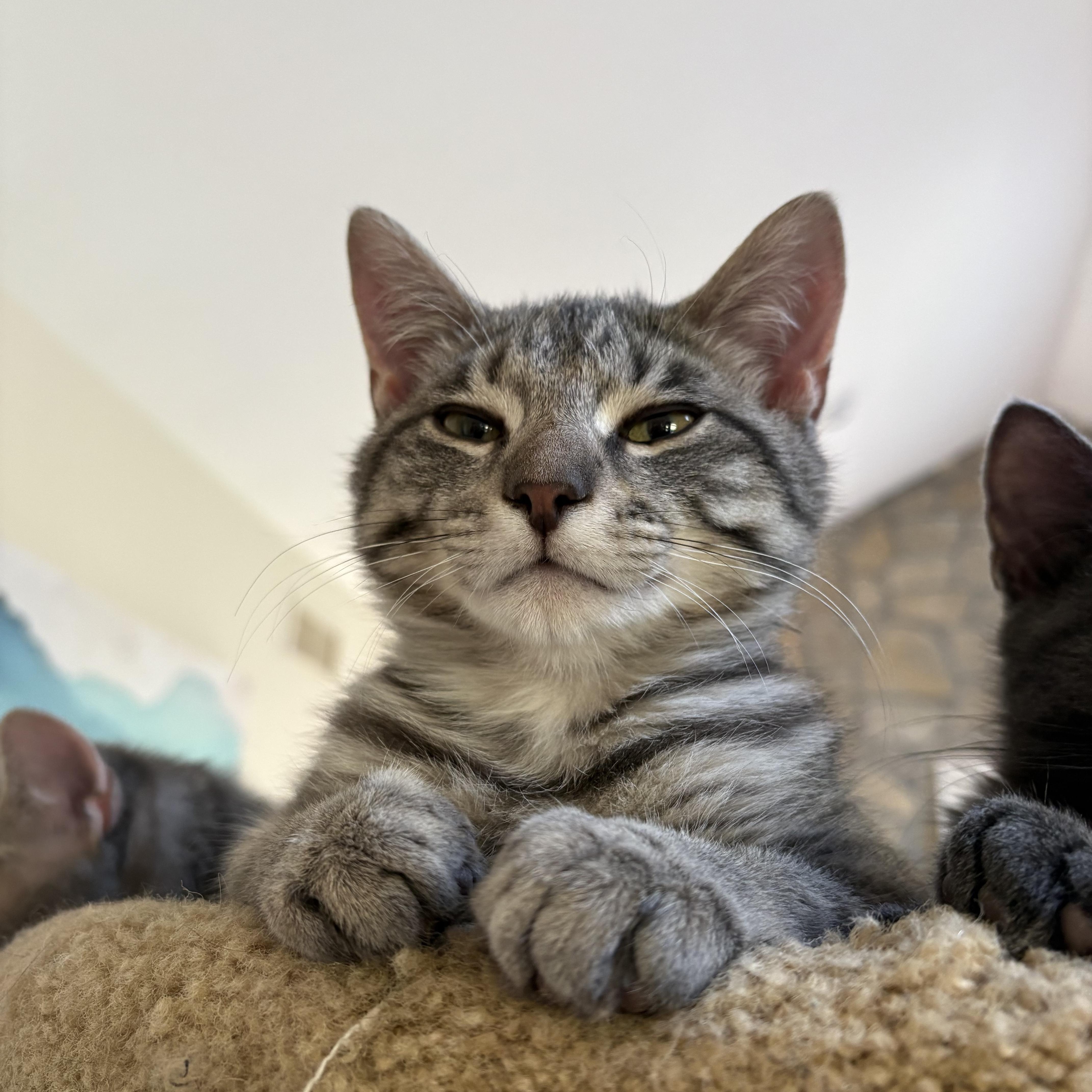 A baby medium-sized male Gray & White American Shorthair cat named Thyme for adoption in North Kingstown, RI