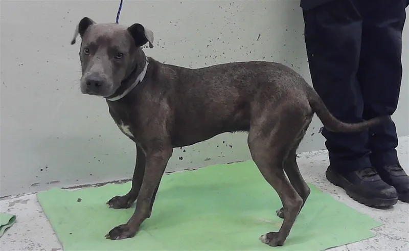 A young medium-sized male Staffordshire Bull Terrier dog named Grayson for adoption in Houston, TX