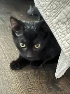 A baby small-sized male Black Domestic Short Hair cat named Winston for adoption in Lake Wylie, SC