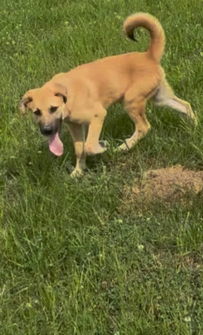 A baby large-sized male Yellow / Tan / Blond / Fawn Anatolian Shepherd dog named Killarney for adoption in Evergreen, CO