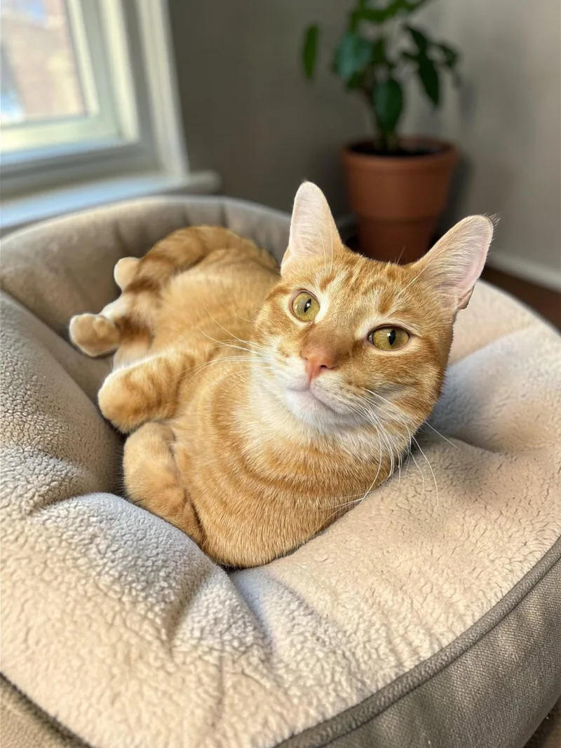 A young medium-sized male Orange / Red Domestic Short Hair cat named Bannack for adoption in Champaign, IL
