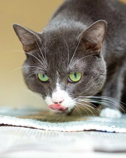 An adult medium-sized male Domestic Short Hair cat named Carlton for adoption in Chamblee, GA