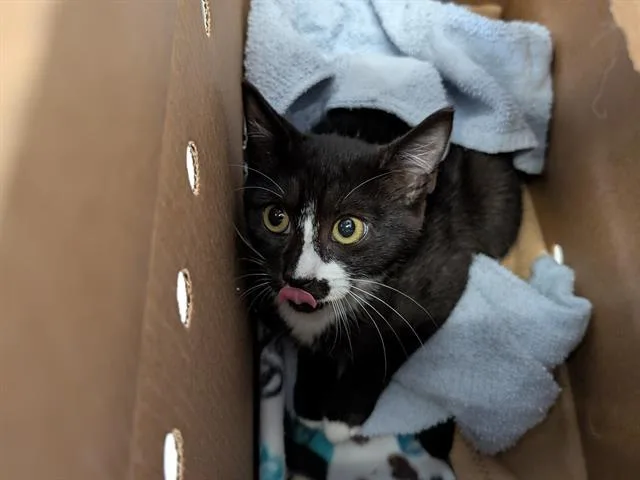 A baby small-sized male Domestic Short Hair cat named Joe for adoption in Kent, WA