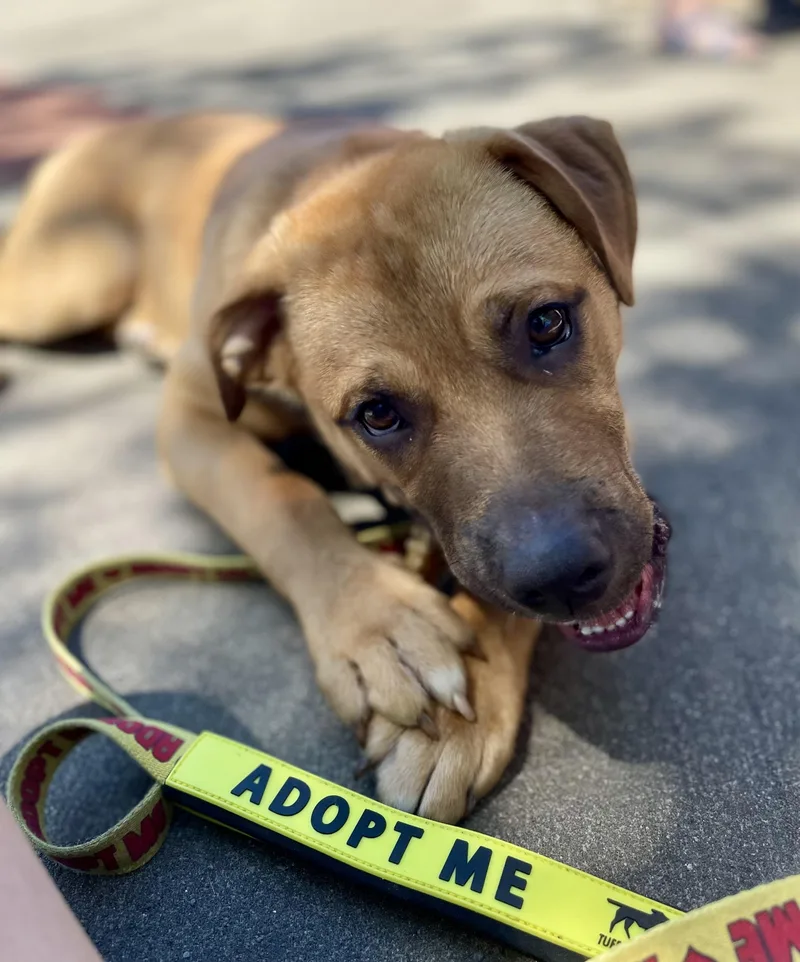 A young large-sized male Brown / Chocolate Shar-Pei dog named Baloo for adoption in Ontario, NY
