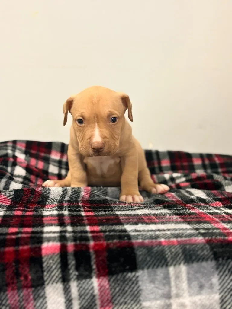 Sadie thumbnail 4