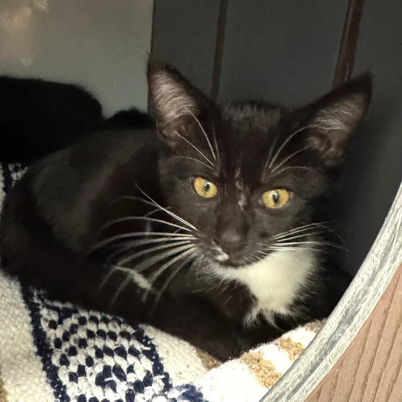 A baby small-sized female Black Domestic Short Hair cat named Denise for adoption in West Palm Beach, FL