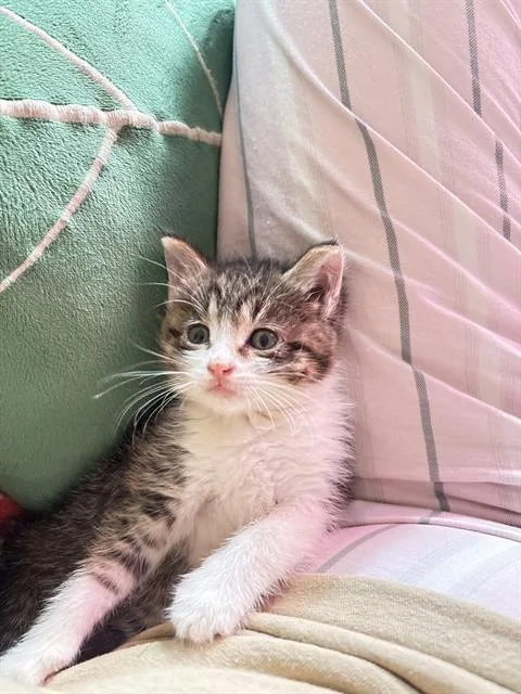 A baby small-sized female Domestic Short Hair cat named Butterscotch for adoption in Fairfield, CA