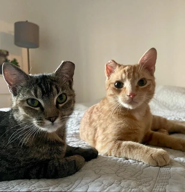 Lyric & Sonnet thumbnail 3