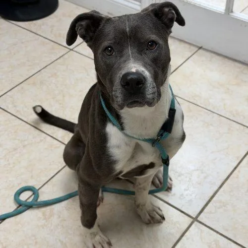 An adult medium-sized female Pit Bull Terrier dog named Pebbles for adoption in Georgetown, KY