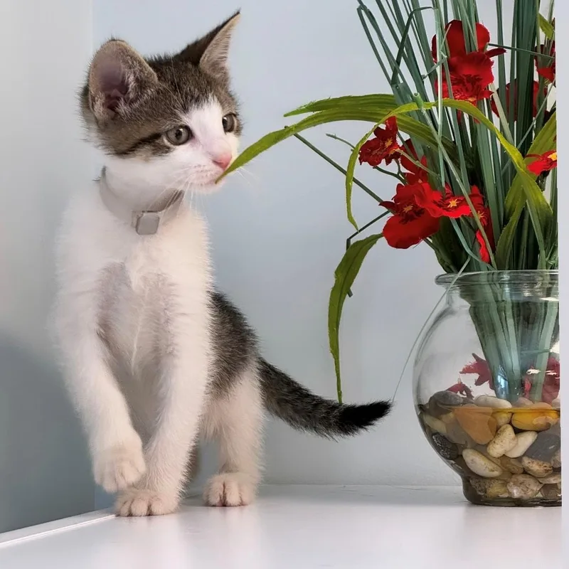 A young medium-sized male Tabby (Brown / Chocolate) Domestic Short Hair cat named Anthony for adoption in Syosset, NY