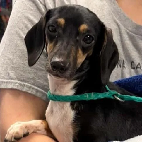 A young small-sized female Dachshund dog named Sweet Tart for adoption in Normal, IL