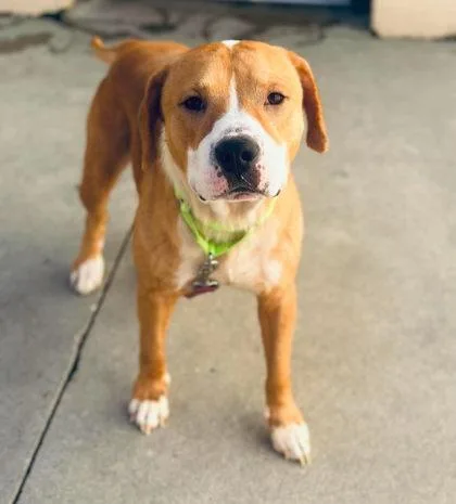An adult large-sized male Mixed Breed dog named Champ for adoption in West Chester, PA