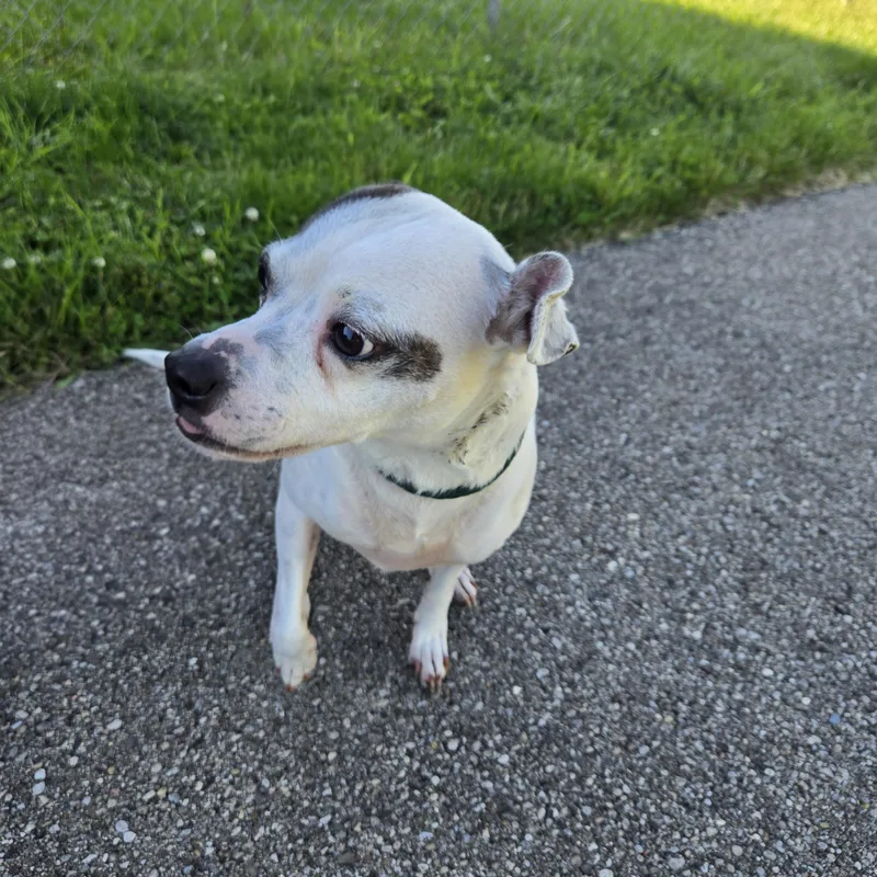 Juno