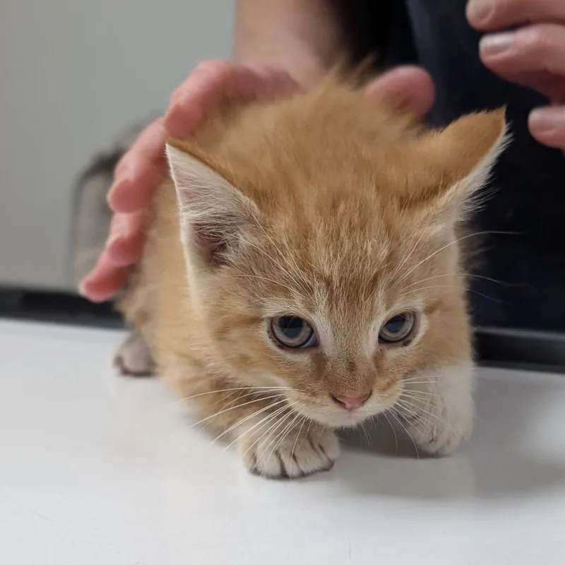 A baby small-sized male Orange / Red Domestic Short Hair cat named Case for adoption in Canton, IL