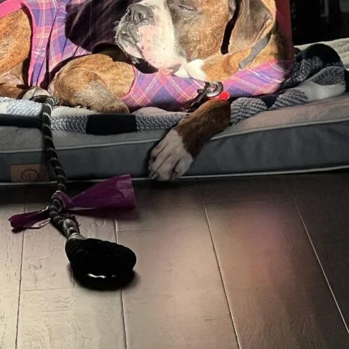 An adult medium-sized male Brindle Boxer dog named Amigo for adoption in Austin, TX