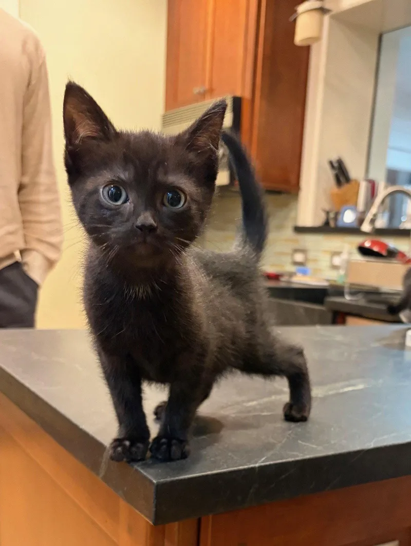 Portia  Willow Grove