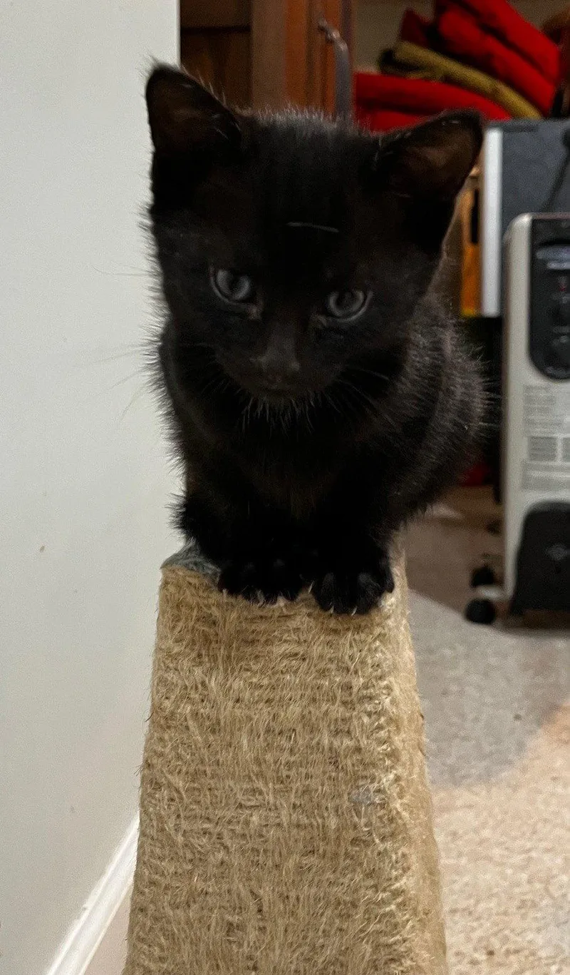 Portia  Willow Grove thumbnail 2