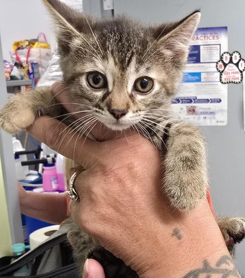 A baby medium-sized female Domestic Short Hair cat named Scrambled Eggs for adoption in Auburn, IN