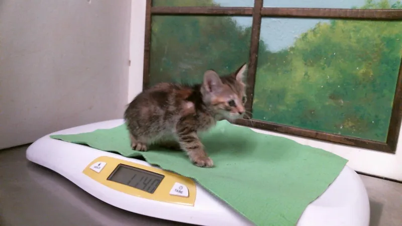 A baby small-sized female Domestic Short Hair cat named A for adoption in Houston, TX