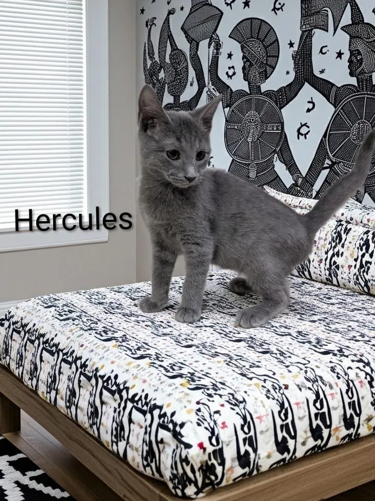 A baby small-sized male Domestic Short Hair cat named Hercules for adoption in Jim Thorpe, PA