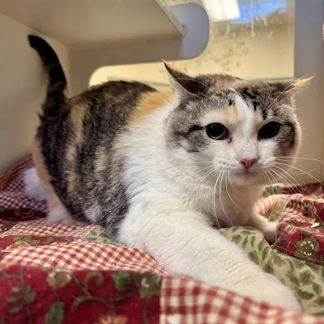An adult small-sized female Domestic Short Hair cat named Daisy for adoption in Riverside, CA