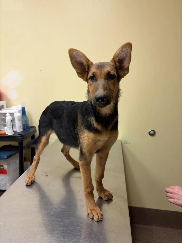 A baby medium-sized female Mixed Breed dog named Michele ✅ for adoption in Florence, SC