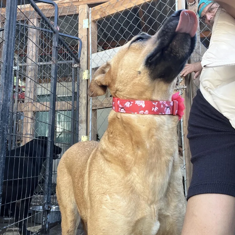 An adult medium-sized female Yellow / Tan / Blond / Fawn Mixed Breed dog named Petuka for adoption in Palm Desert, CA