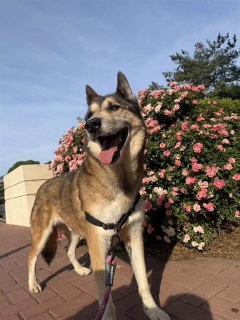 An adult large-sized male German Shepherd Dog dog named Vegas for adoption in Charlotte, NC